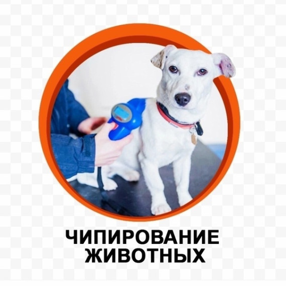 С 1 июля 2025 года в Алтайском крае введена административная ответственность за нарушение требований об обязательной регистрации и (или) маркировании собак. С 1 июля 2025 года в Алтайском крае введена административная ответственность за нарушение требований об обязательной регистрации и (или) маркировании собак.